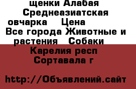 щенки Алабая (Среднеазиатская овчарка) › Цена ­ 15 000 - Все города Животные и растения » Собаки   . Карелия респ.,Сортавала г.
